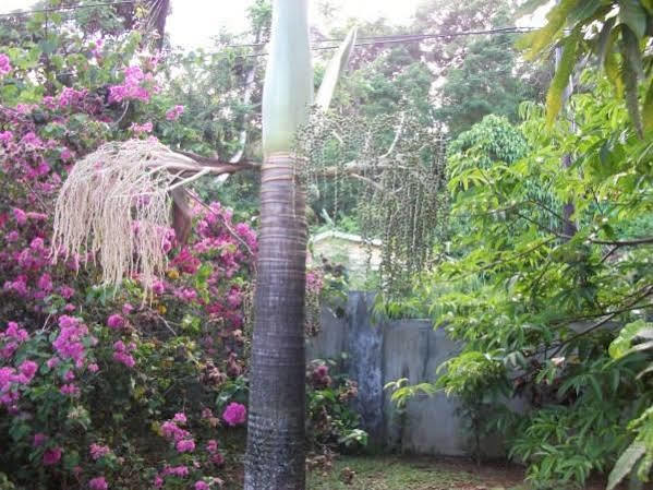 Вилла Marl Self Catering Pointe La Rue Экстерьер фото